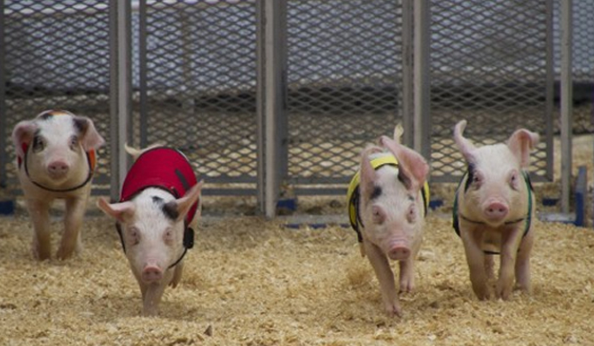 See more info about Clifton State High School P&C Pig Races in Clifton