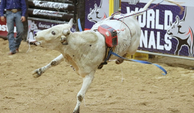 See more info about Futurity (Bulls) in Killarney