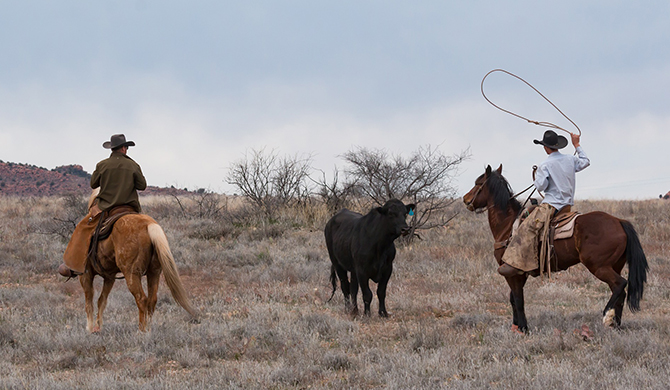 See more info about Stanthorpe Ranch Roping Clinic in Stanthorpe