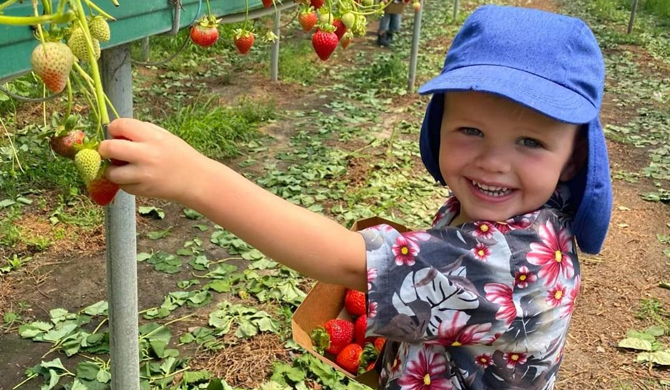 See more info about Pick your Own Strawberries in Stanthorpe in Applethorpe