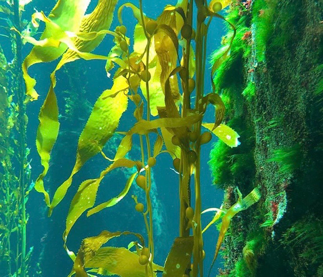 kelp-agri-solutions-gallery-header-2
