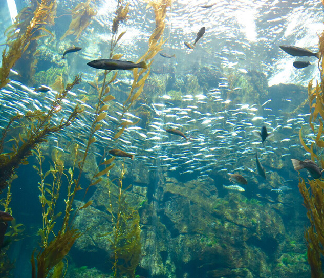 kelp-agri-solutions-gallery-header-3