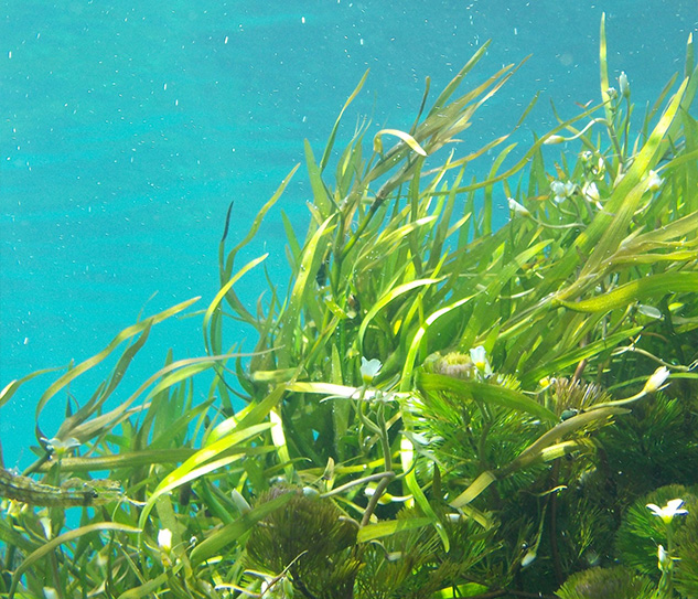 kelp-agri-solutions-gallery-header-4